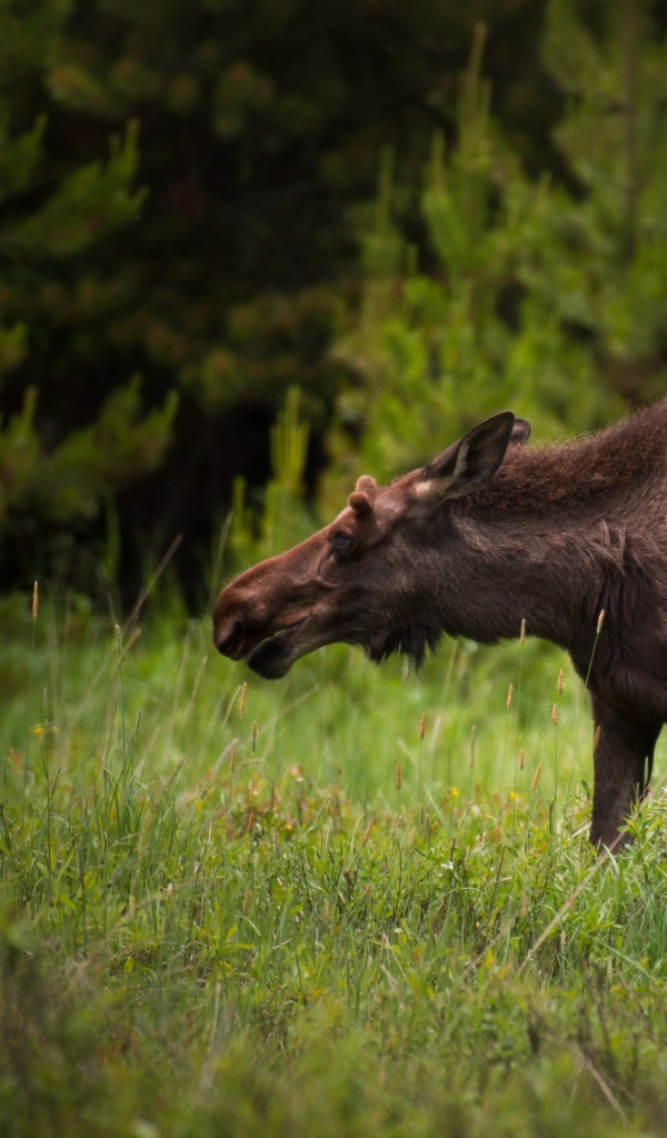 Большой лось пасется на зеленой траве