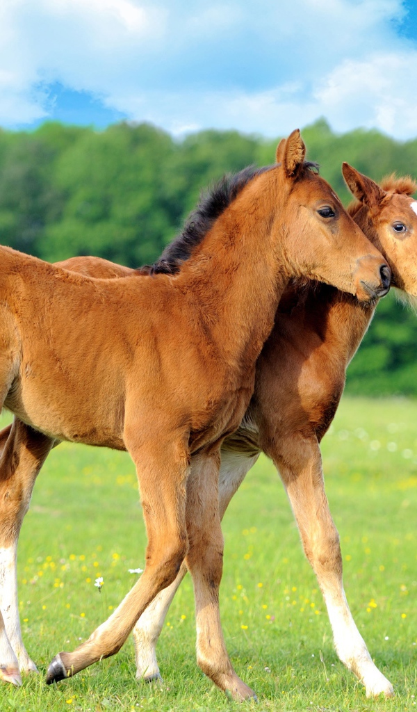 Два осла гуляют по полю 