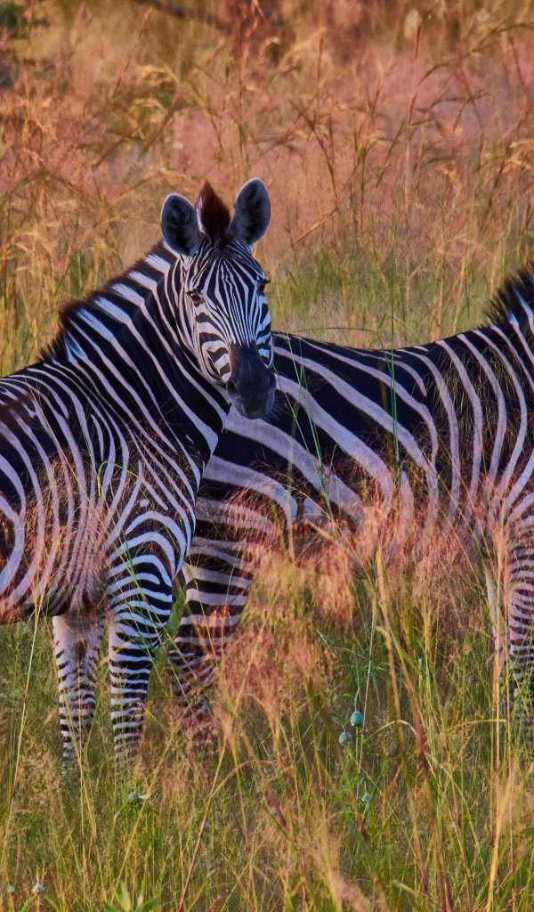 Две полосатые зебры в траве