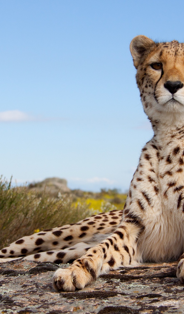 Красивый леопард лежит на камне под голубым небом 