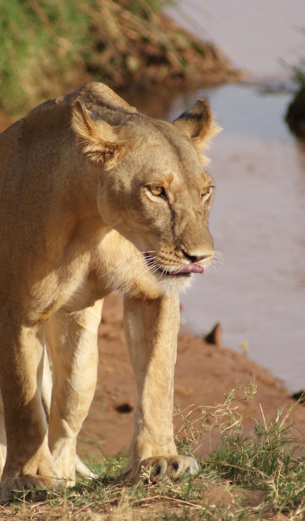 Большая львица идет по берегу водоема
