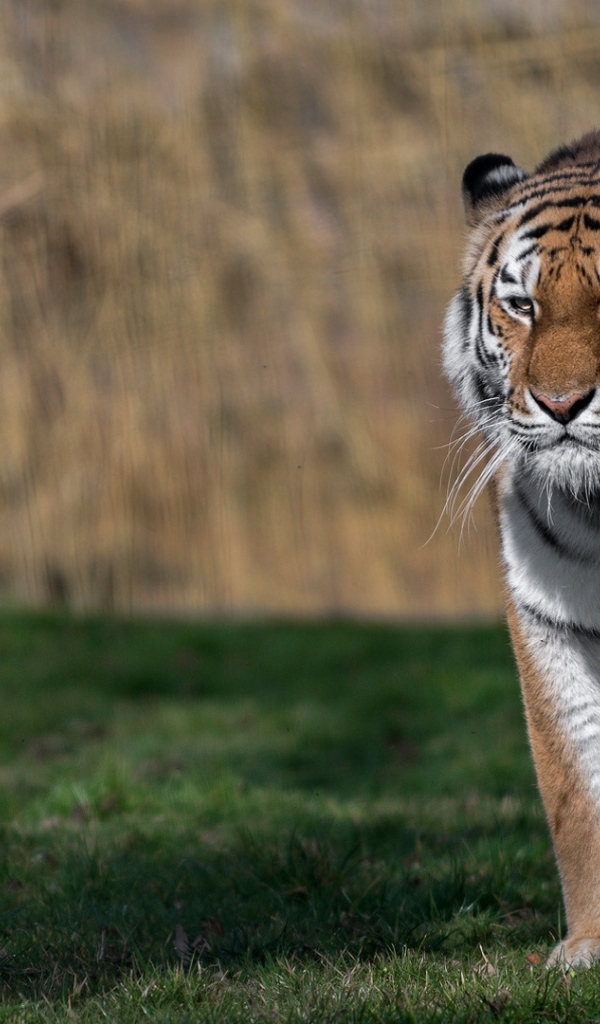 Большой грозный тигр идет по зеленой траве 