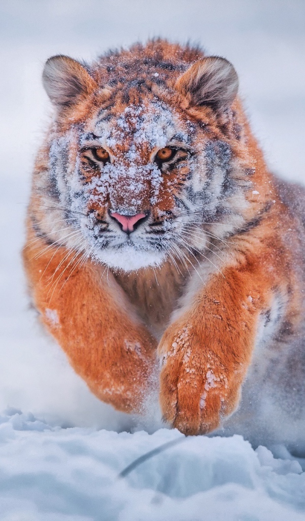 Грациозный тигр бежит по снегу