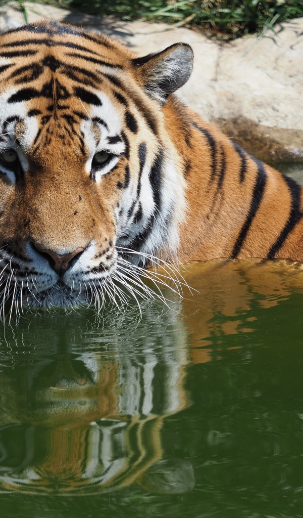 Большой сибирский тигр сидит в воде