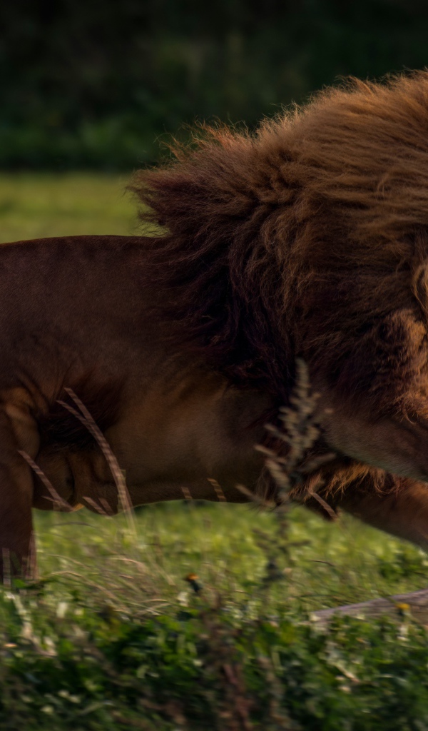 A large lion runs along the green grass