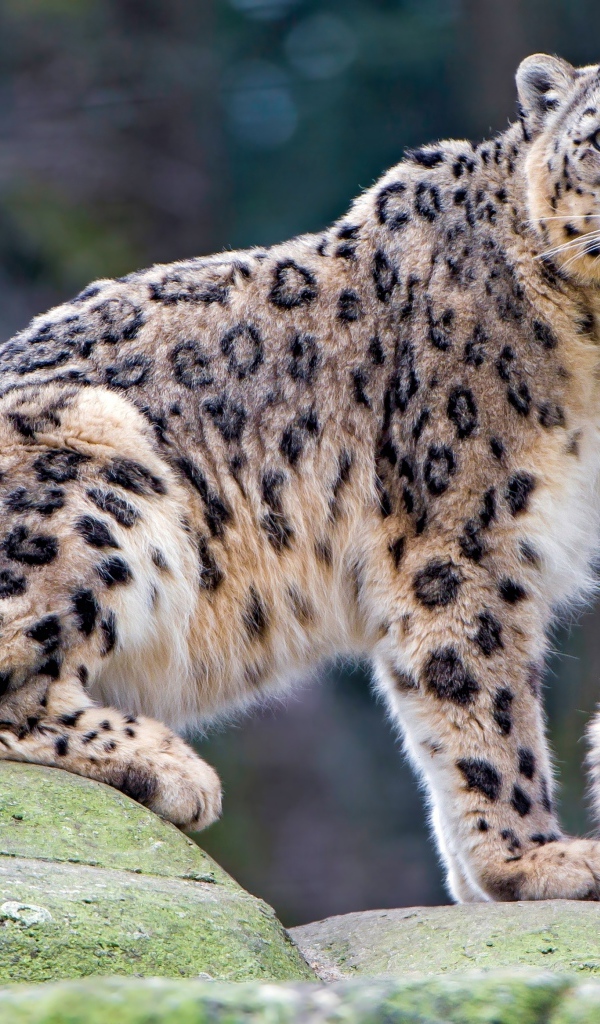 Большой снежный барс с детенышем сидят на камне