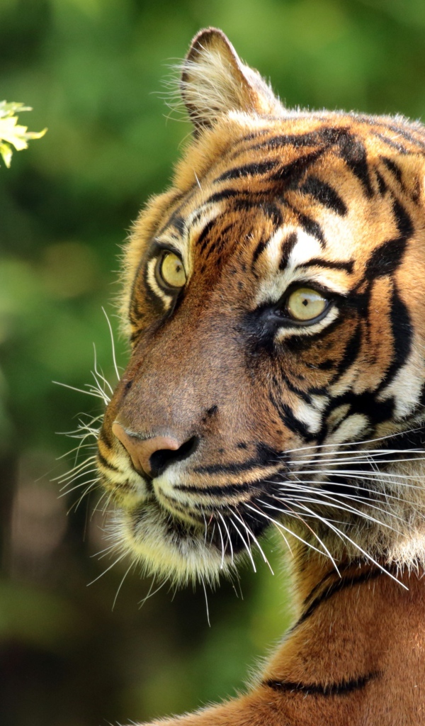 Большой полосатый тигр у ветки дерева