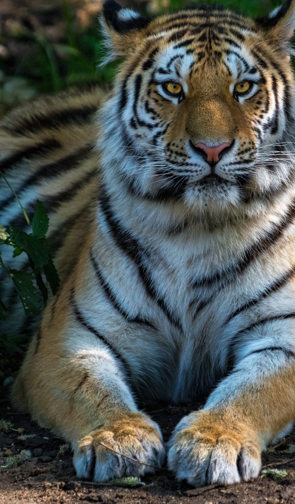 Большой полосатый тигр лежит в зеленых зарослях