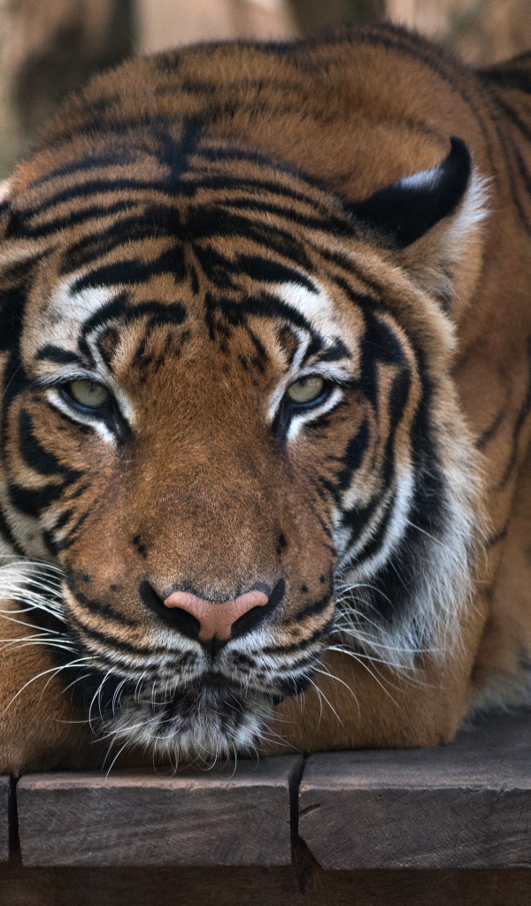 Большой полосатый тигр лежит на деревянном полу 