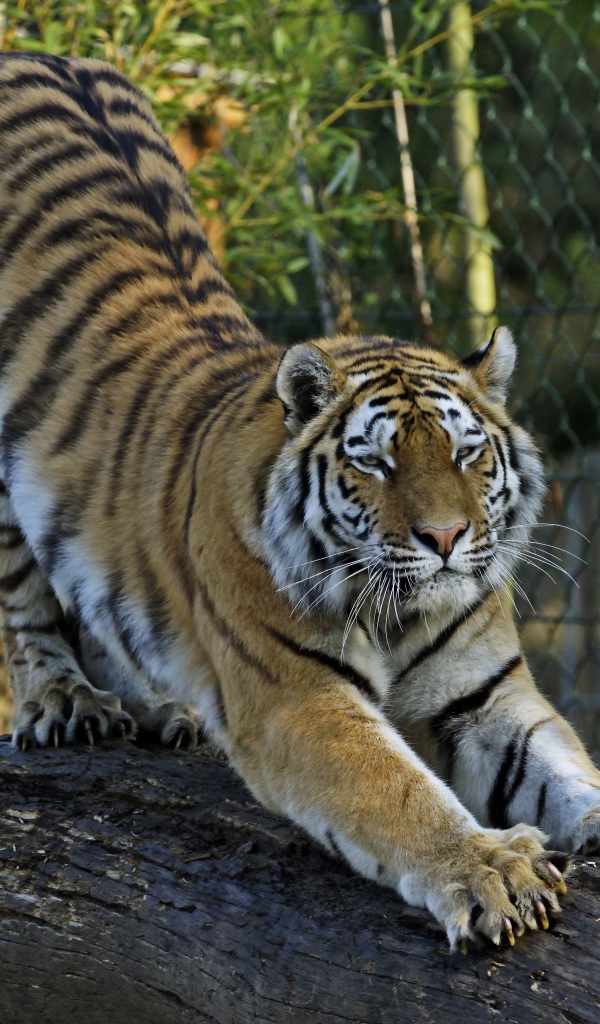 Большой тигр точит когти о ствол дерева в зоопарке