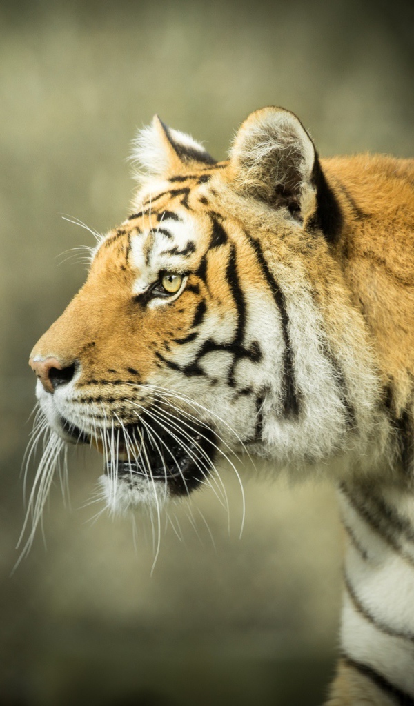 Большой тигр с открытой пастью на охоте