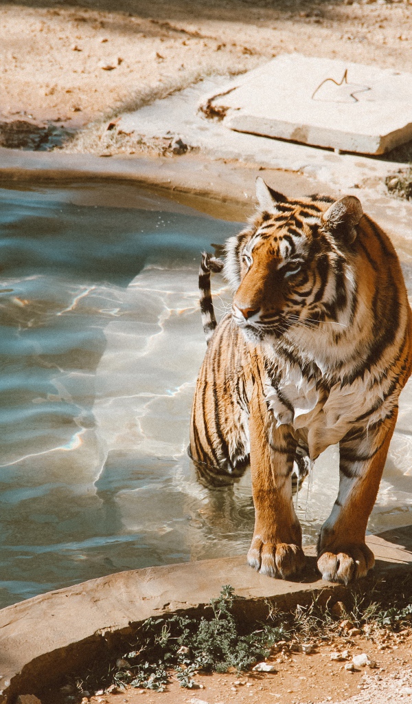 Большой мокрый тигр вылезает из бассейна