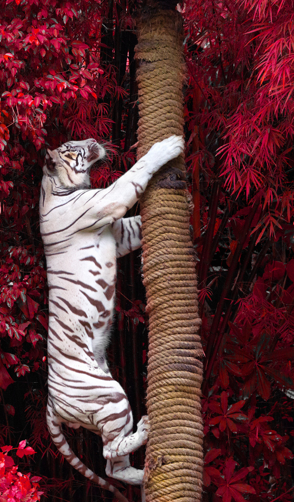 Большой белый тигр лезет на дерево среди красных листьев 