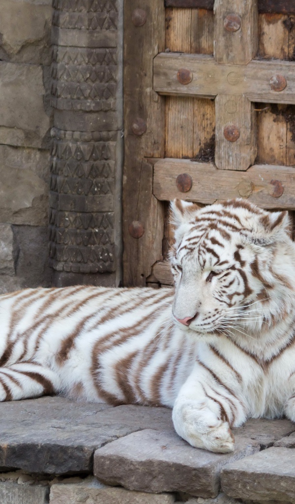 Большой белый тигр лежит в зоопарке