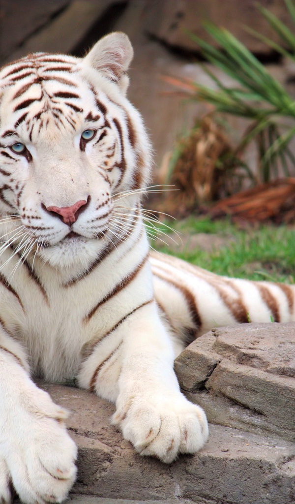 Большой белый тигр лежит на камне в зоопарке