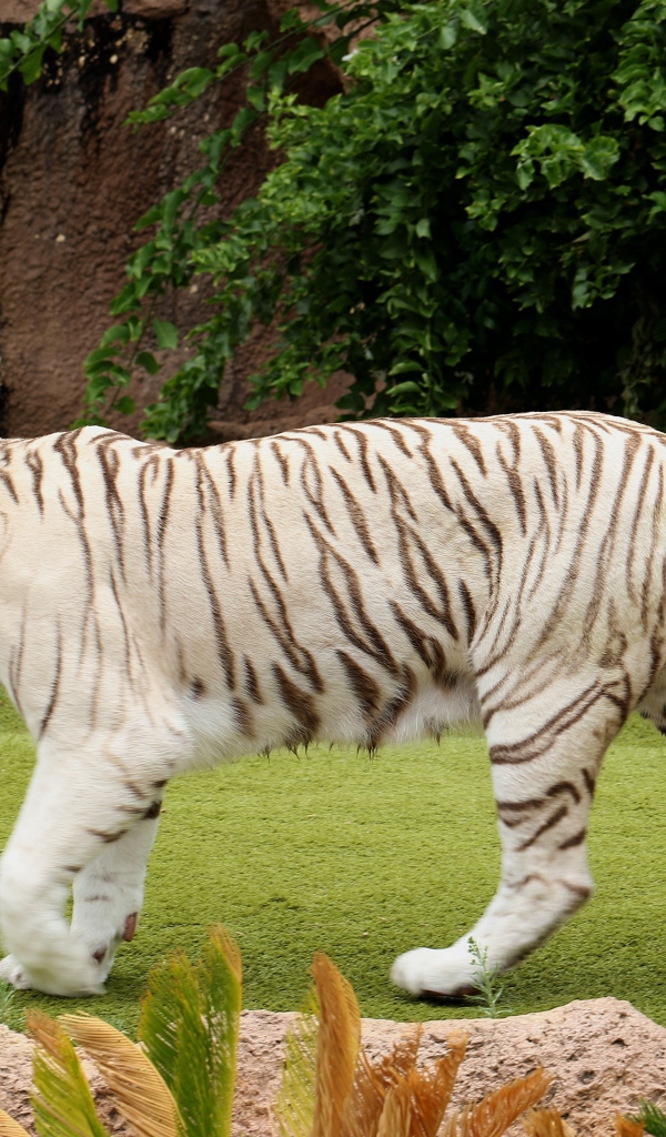 Большой белый тигр идет по зеленой траве