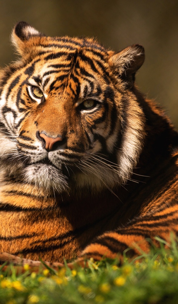 Суровый тигр лежит на зеленой траве 