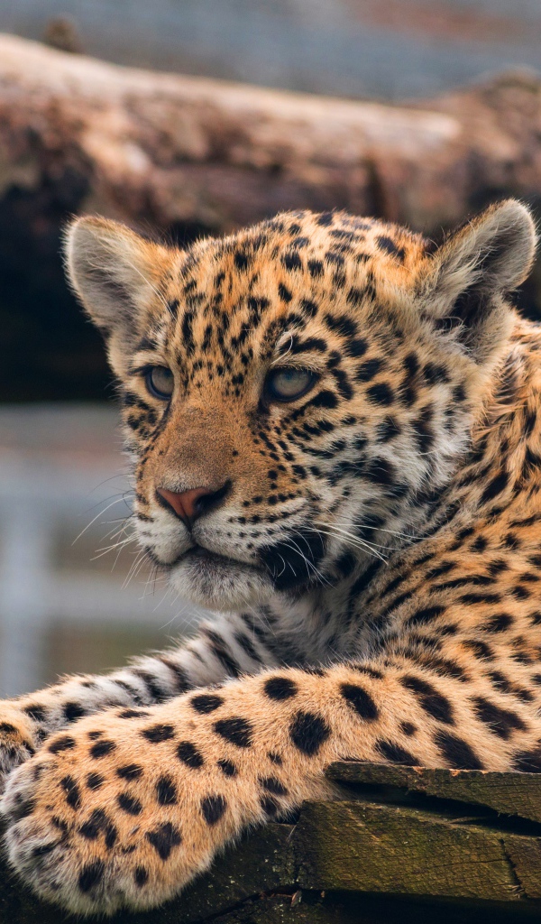 Маленький леопард лежит  досках