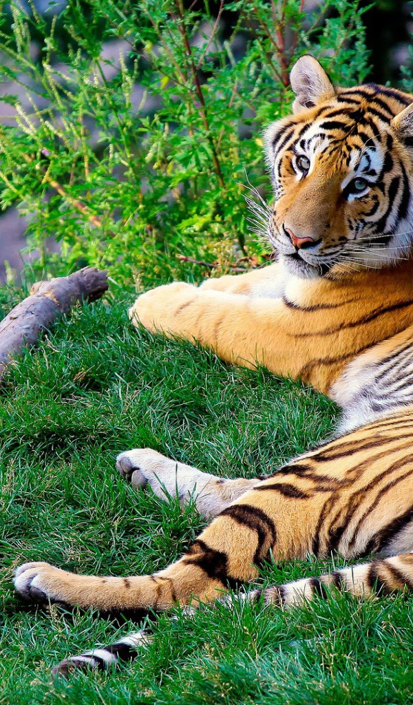 Тигр, протянувшийся на зеленой траве, поднимает голову, чтобы посмотреть на камеру