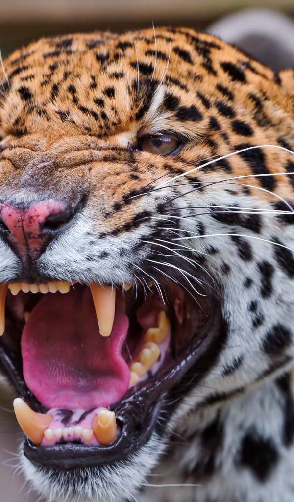 Агрессивный большой пятнистый леопард