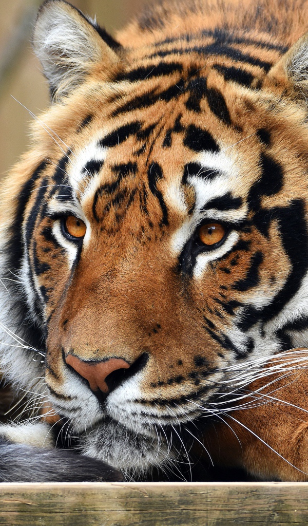 Красивый большой полосатый тигр 