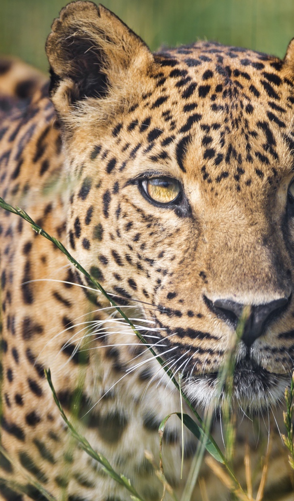 Красивый леопард в зеленой траве