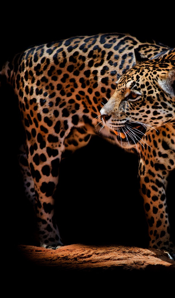 Красивый грозный леопард на черном фоне