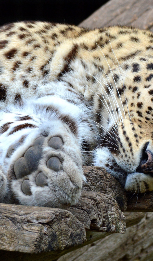 Beautiful predatory spotted leopard lies