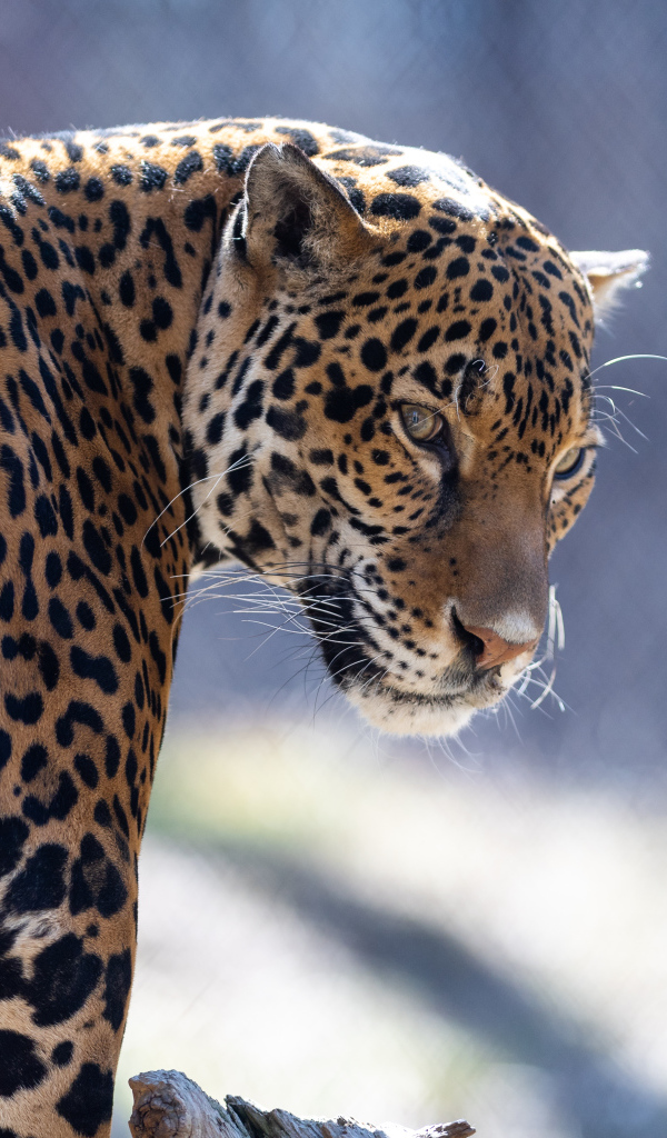 Красивый пятнистый гепард в зоопарке