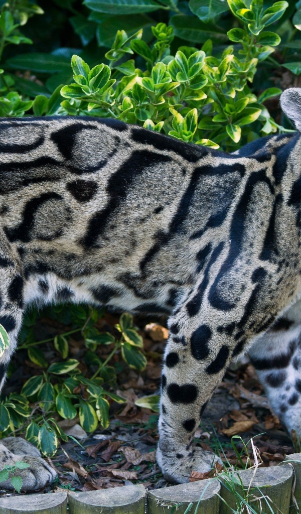 Красивый пятнистый дымчатый леопард