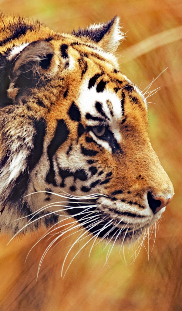 Большой бенгальский тигр крадется в траве