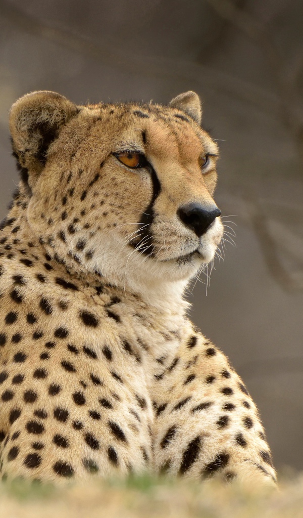 Большой красивый гепард лежит на траве