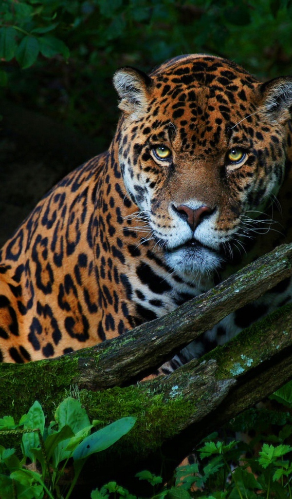 Большой красивый ягуар в зеленых листьях 