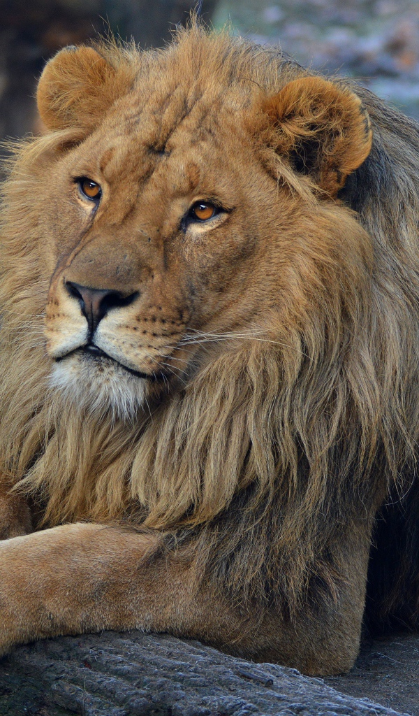 Большой красивый лев в зоопарке 