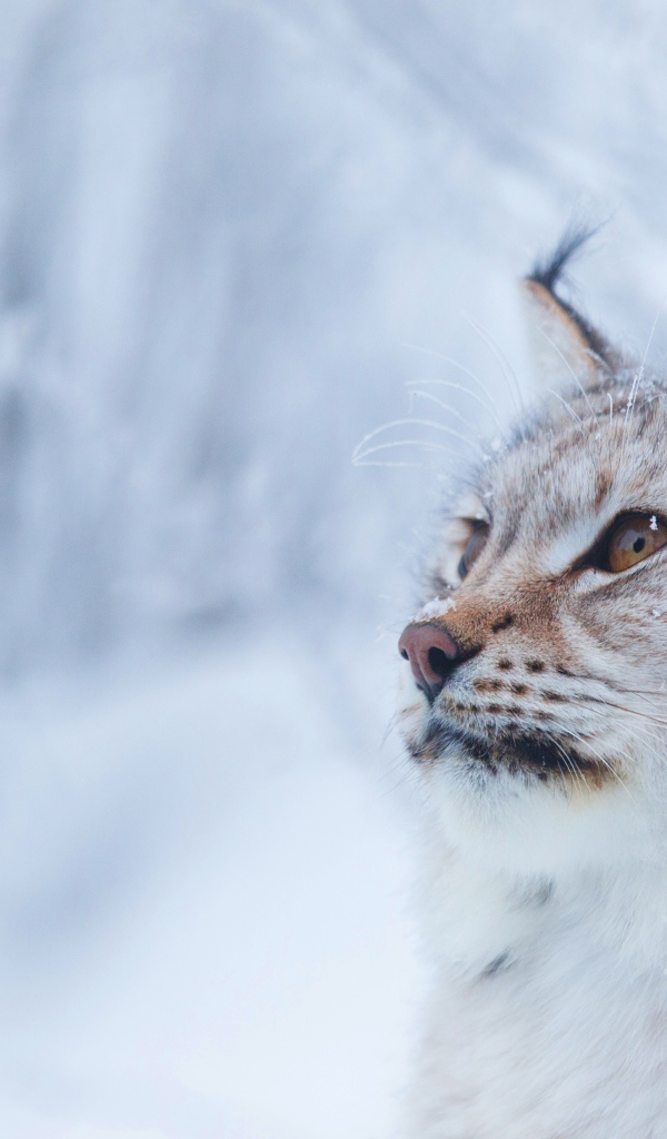 Большая красивая рысь зимой