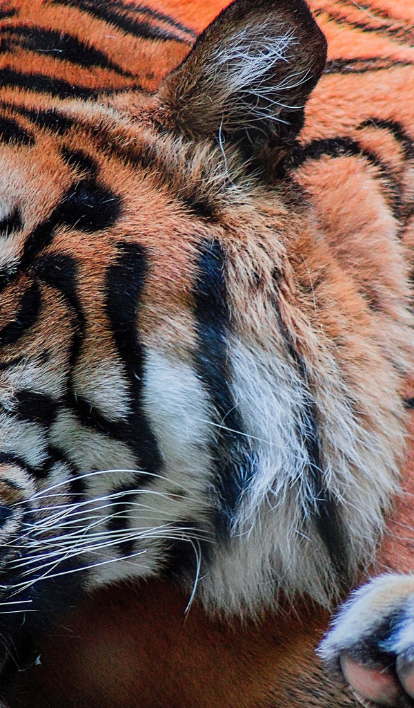 Большой красивый спящий тигр