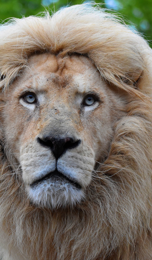 Большой голубоглазый лев морда крупным планом