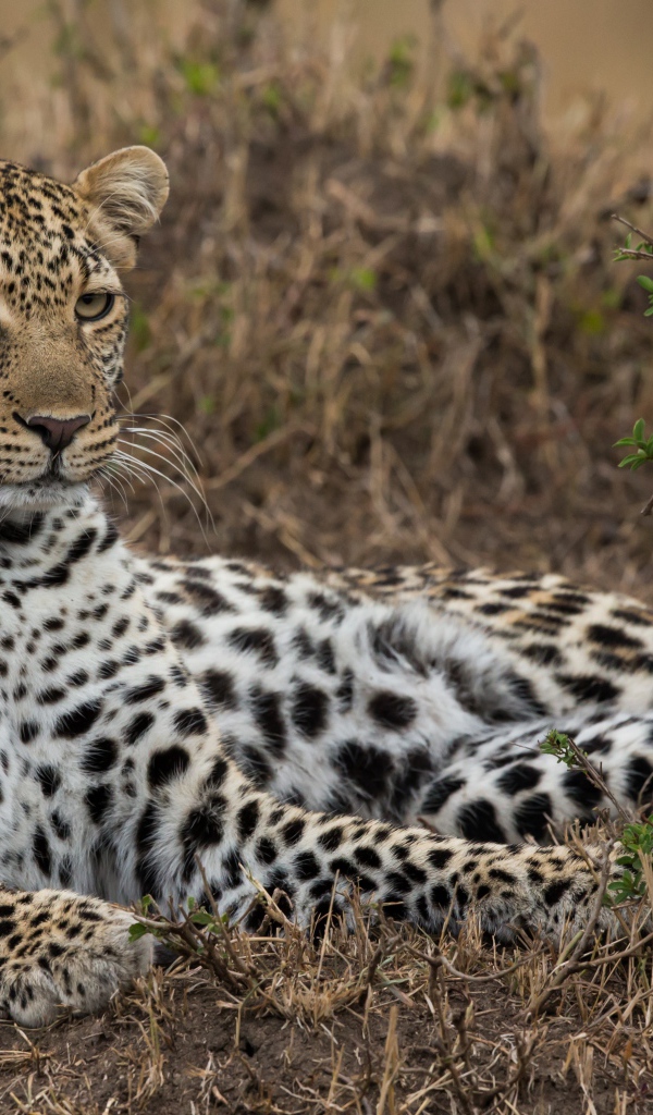 Большой грациозный леопард лежит на траве