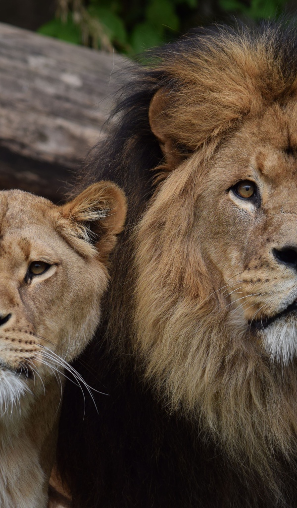 Большие лев и львица в зоопарке