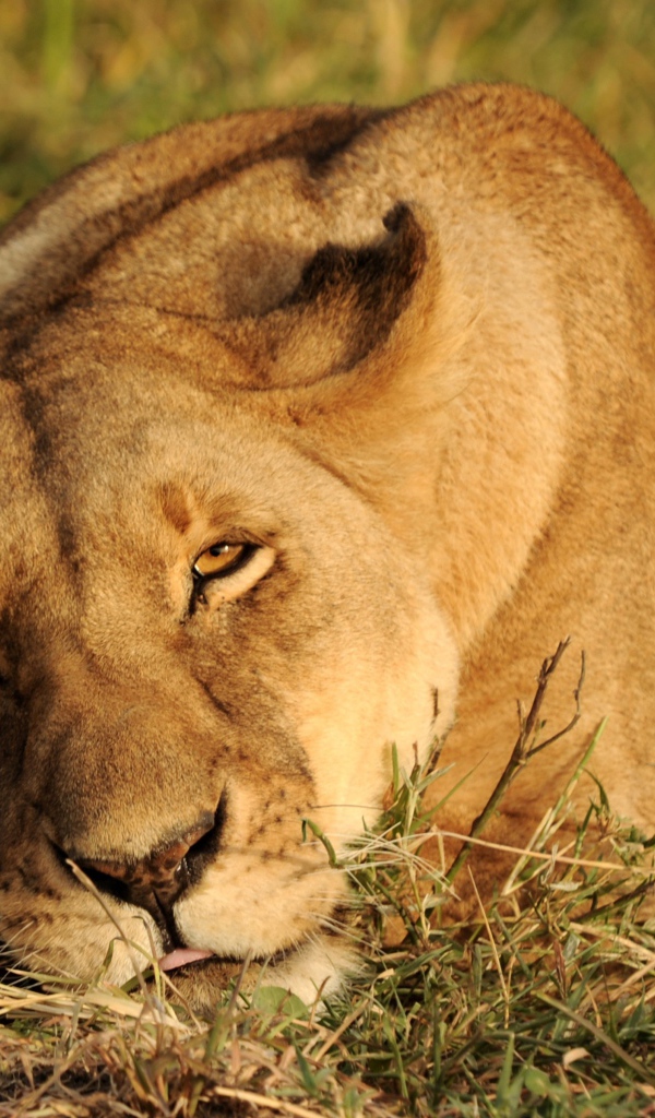 Большая львица спит на зеленой траве