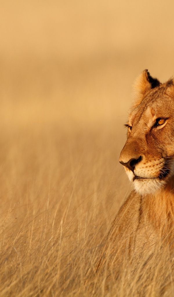 Большая львица сидит в сухой траве  