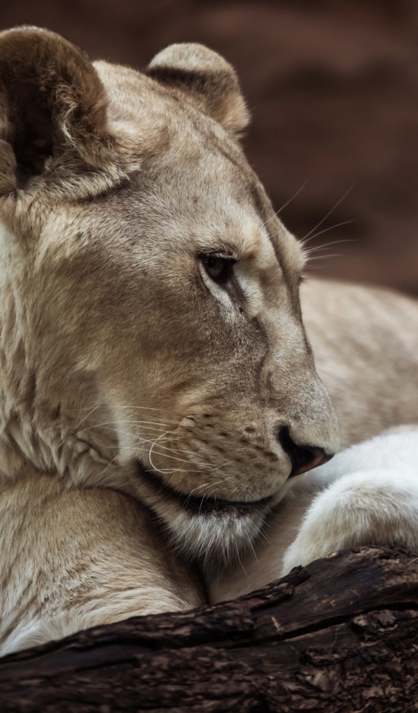 Большая львица с маленьким львенком в зоопарке