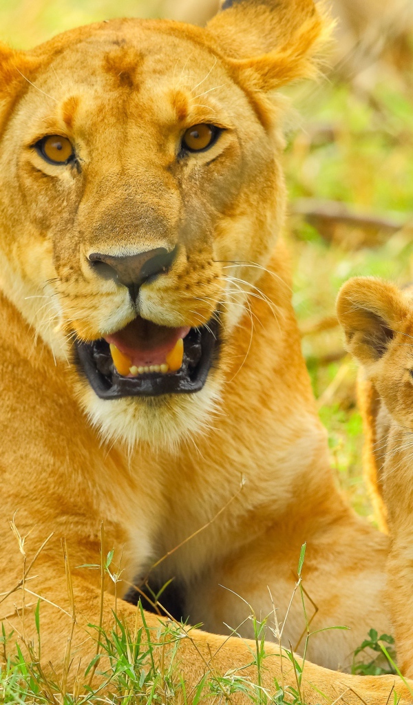 Большая львица с маленьким львенком лежат на зеленой траве