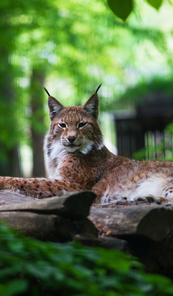 Большая рысь лежит на сухих деревьях