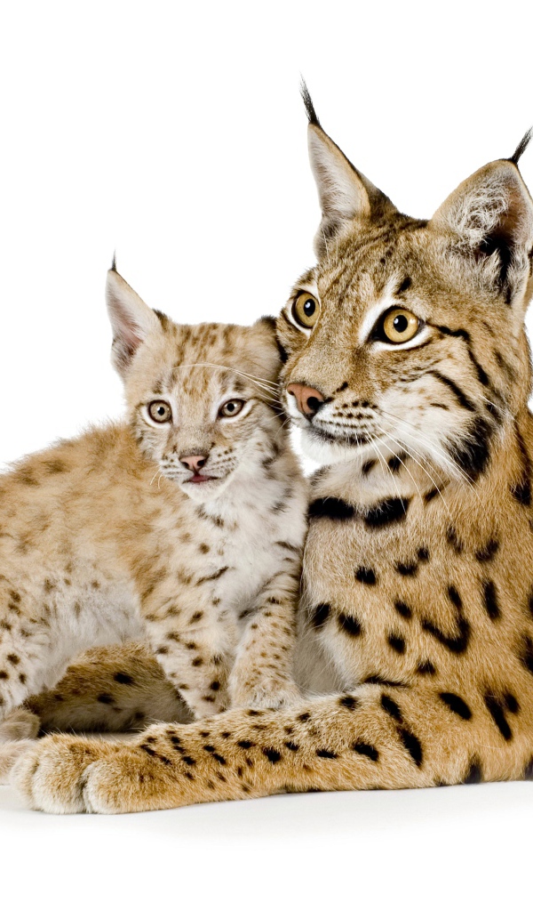 Большая рысь с маленьким детенышем на белом фоне