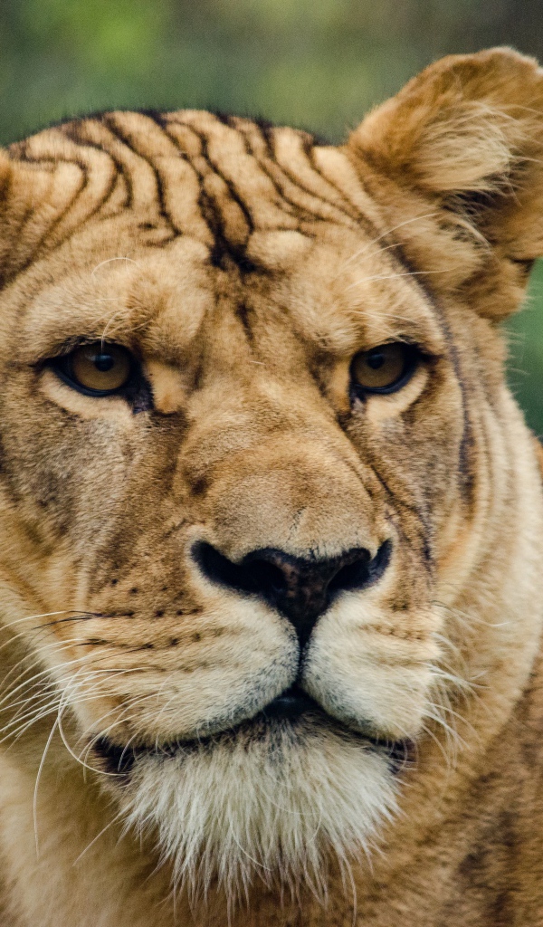 Большая серьезная львица