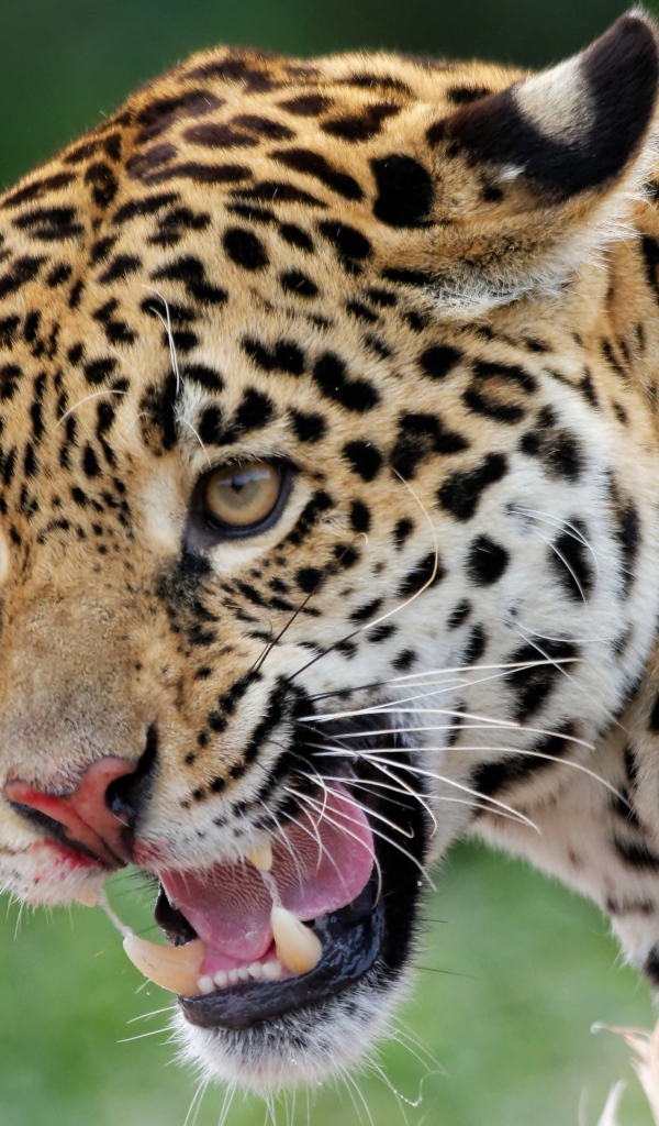 Большой пятнистый ягуар с открытой пастью