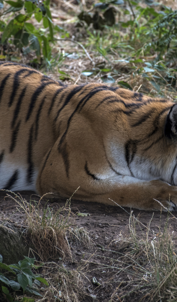 Большой полосатый красивый тигр сидит в засаде 
