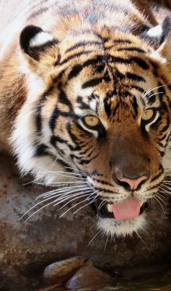 Большой тигр у водопоя