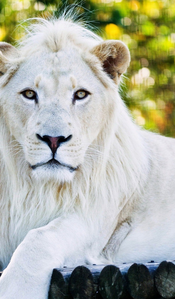 Большой белый лев лежит на дереве